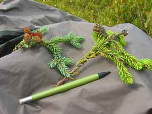 Photo By: Tim Howard. Photo taken: Lewis County, NY on 8 September 2005